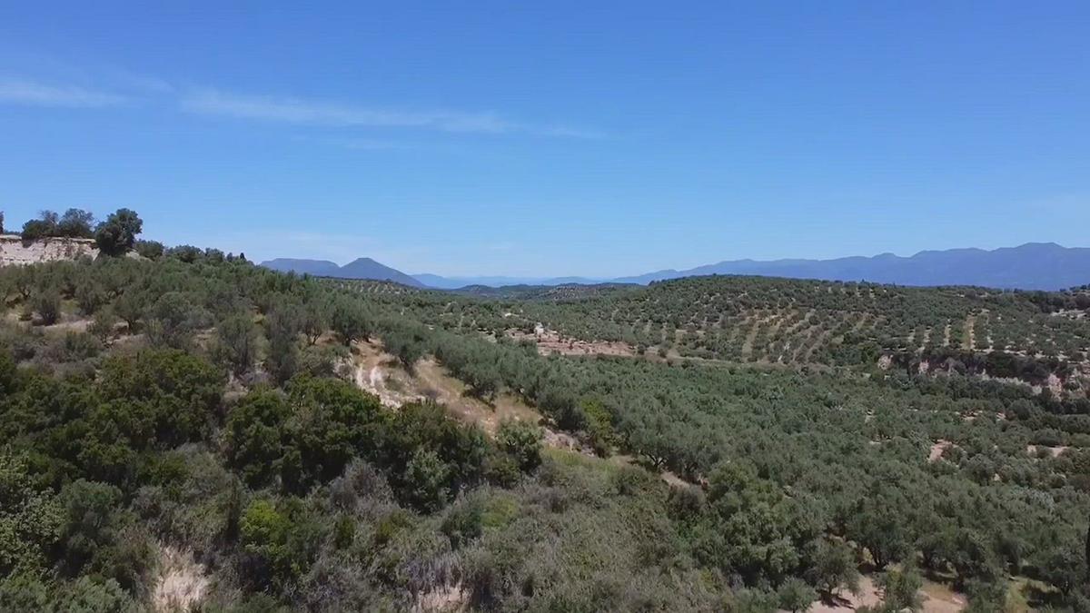 'Video thumbnail for Kalamata Olive Trees Fruiting Season'