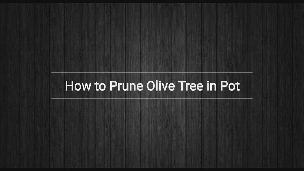 'Video thumbnail for Pruning Olive Trees in Pots - 5 Principles'
