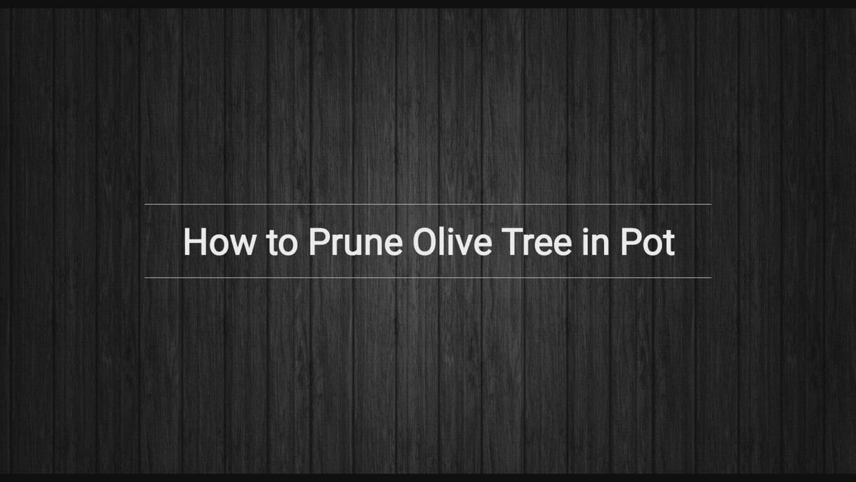 'Video thumbnail for Pruning Olive Trees in Pots - 5 Principles'