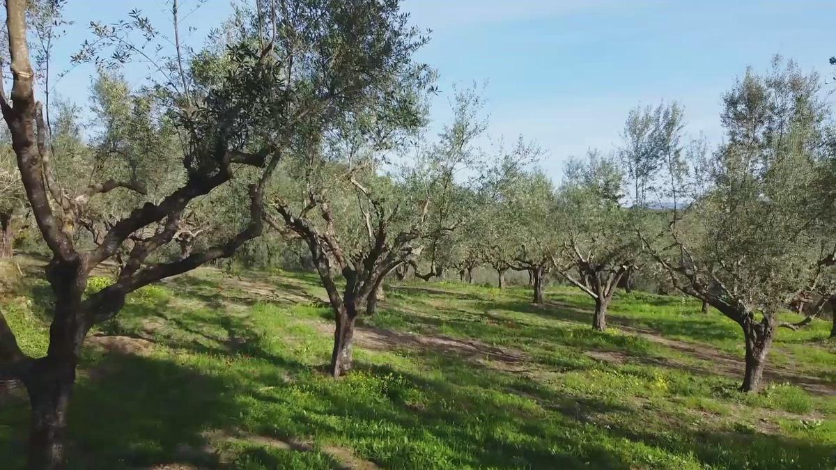 'Video thumbnail for Oliviada olive grove + Kalamata olive oil '