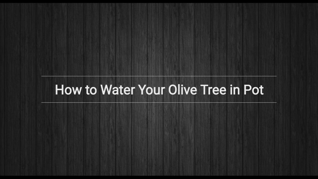 'Video thumbnail for Potted Olive Tree Deep Watering Method'