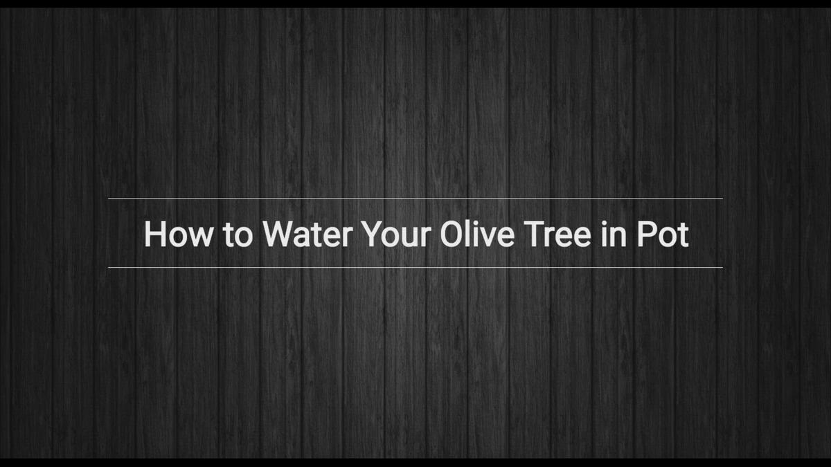 'Video thumbnail for Potted Olive Tree Deep Watering Method'