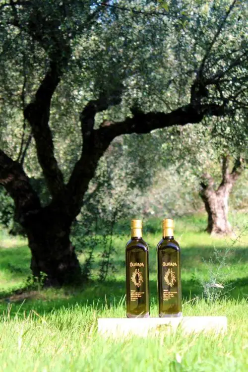 adopt an olive tree in greece product
