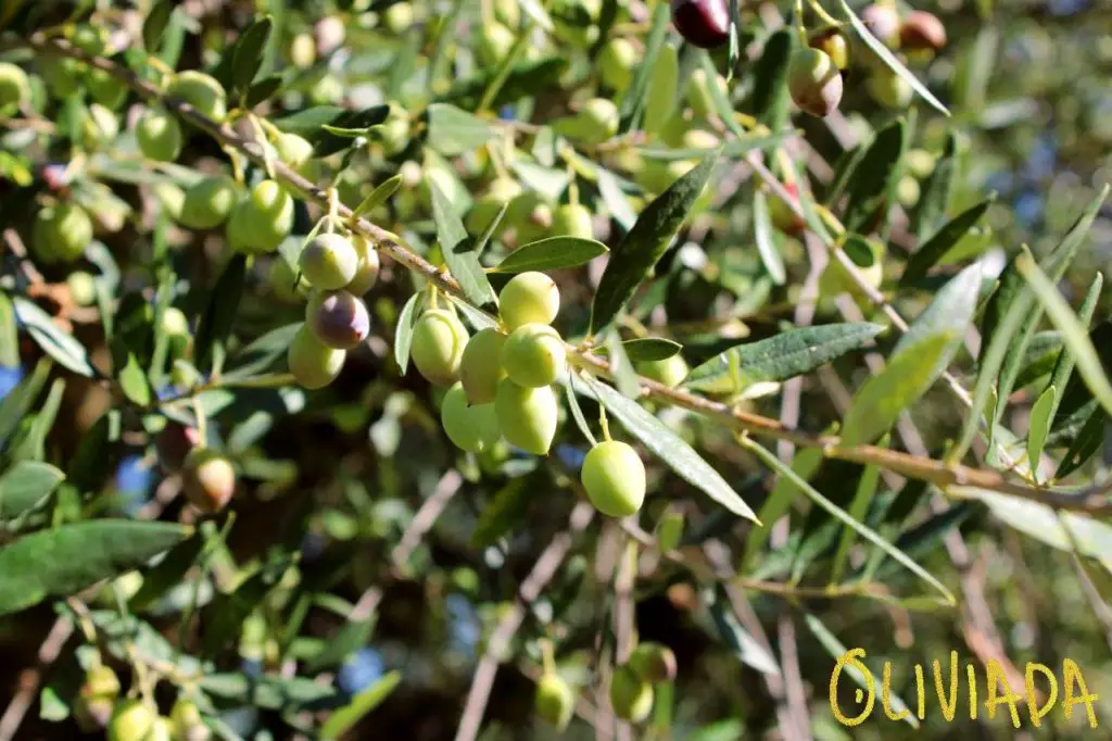 Koroneiki variety is the most suitable for great olive oil