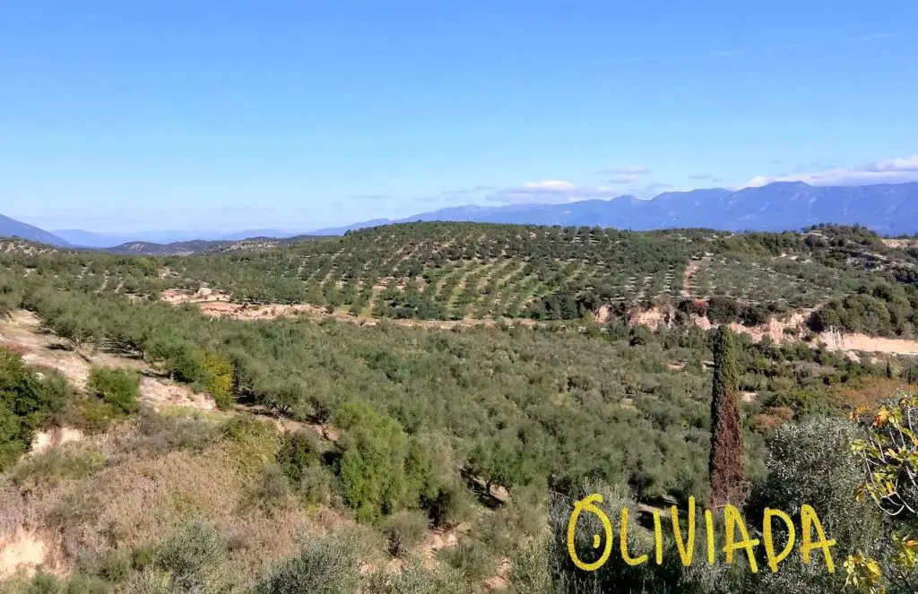 oliviada olive tree groves in kalamata region