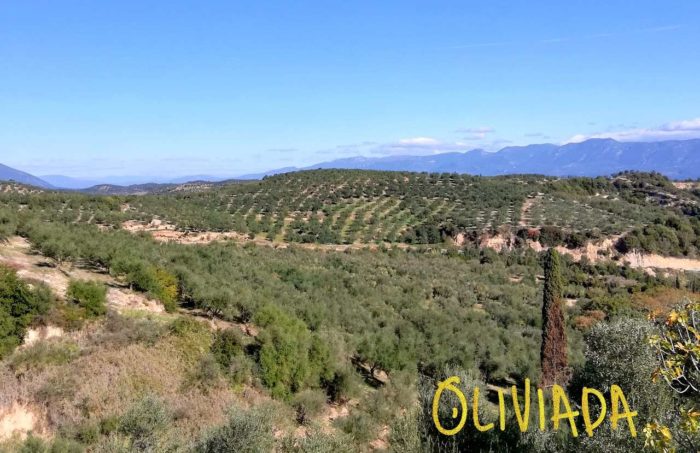 oliviada olive tree groves in kalamata region