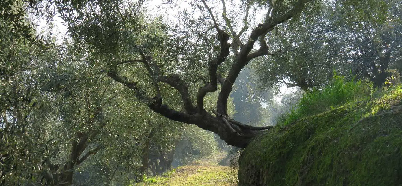 adopt olive tree
