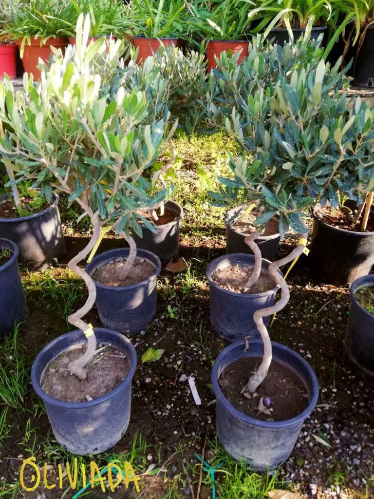 buying an olive tree in garden center