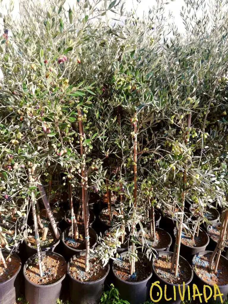 buying an olive tree in nursery