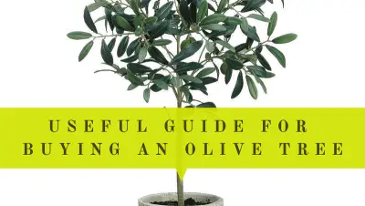 buying an olive tree