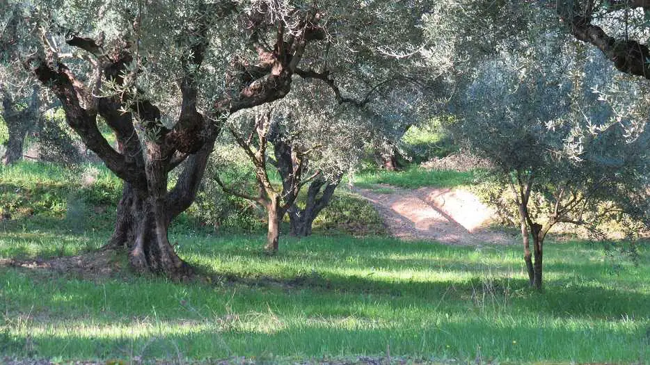 buying an olive tree