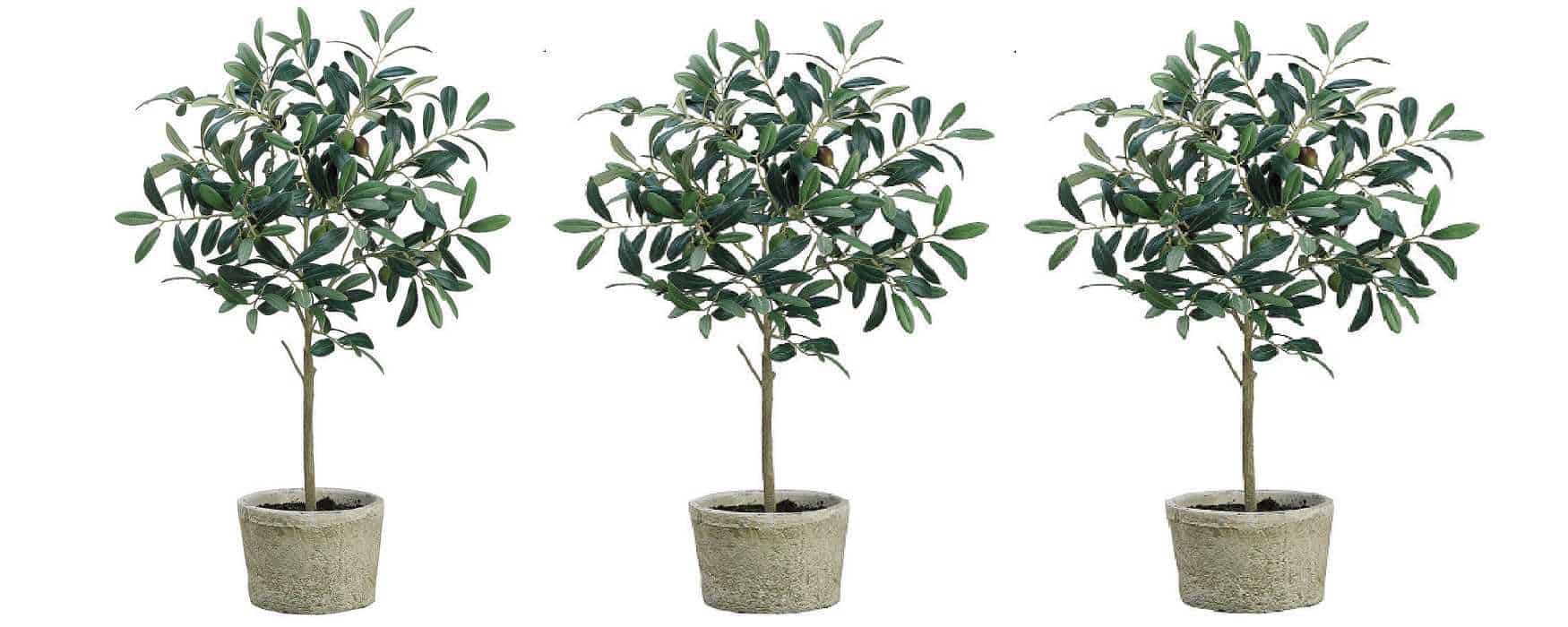 buying an olive tree