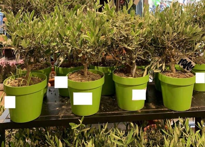 What To Look For When Buying An Olive Tree Buyer's Guide Oliviada