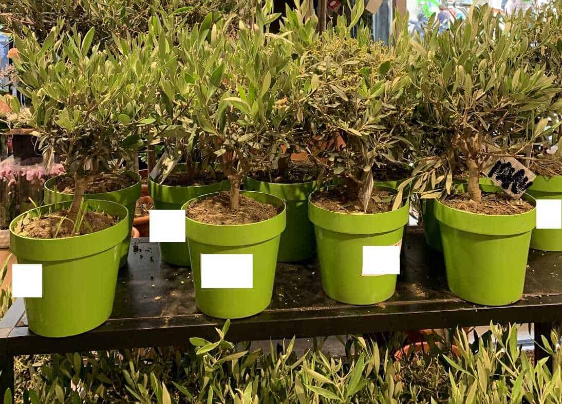 What To Look For When Buying An Olive Tree Buyer's Guide Oliviada