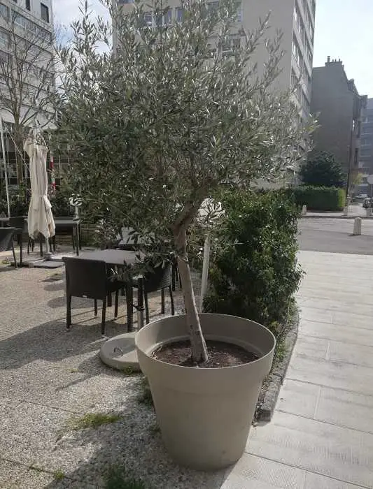 olive oil tree in a pot