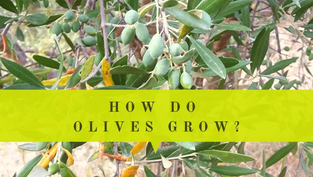 how do olives grow