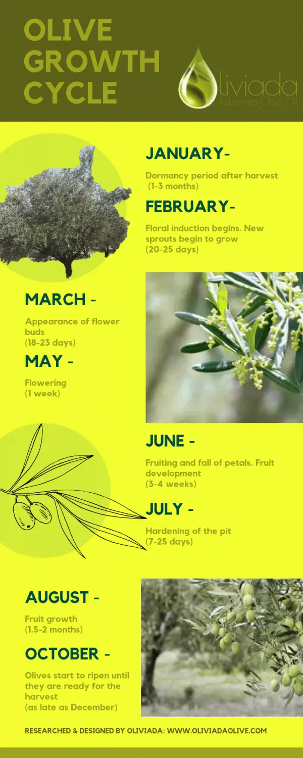 olive growth cycle