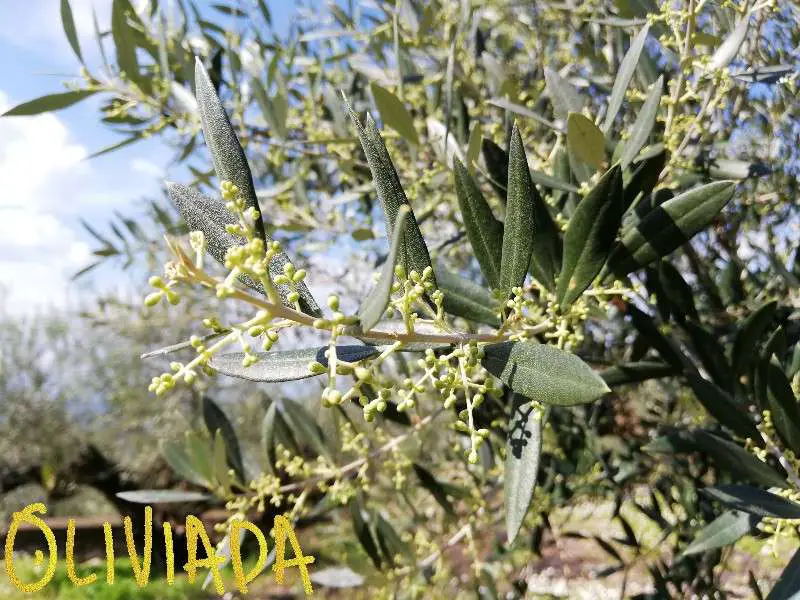 flower bud stage of olive tree