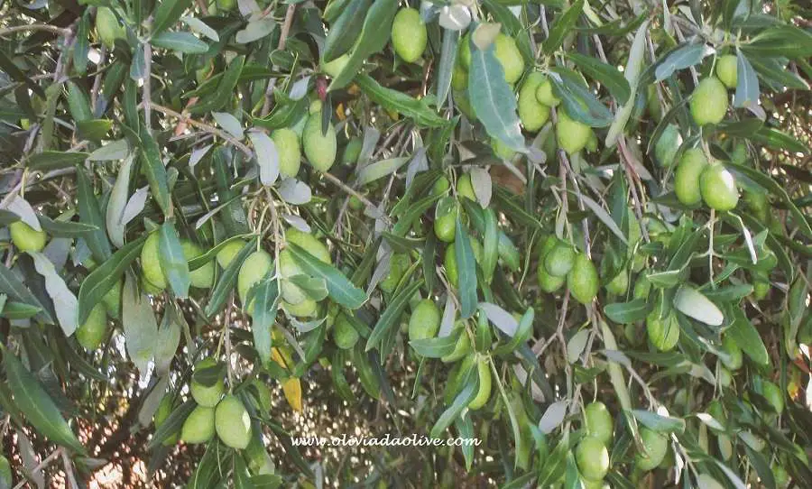 growing olives harvest