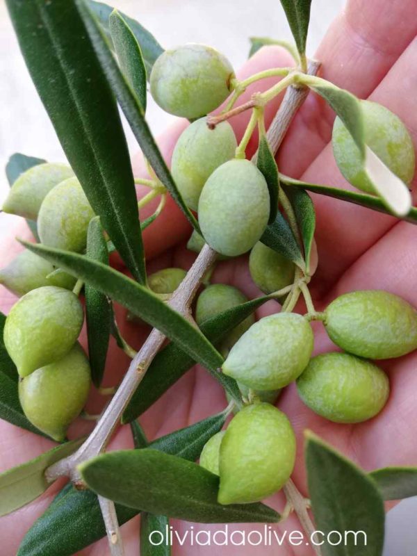 olive fruit in october