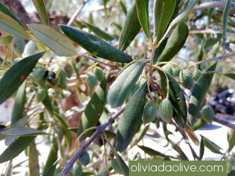 olive fruits in august