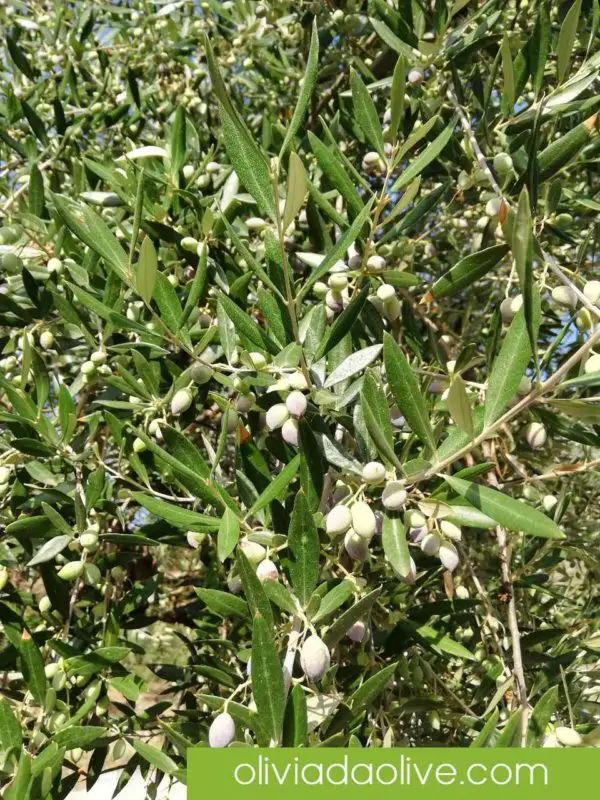 olive fruits developing in august 