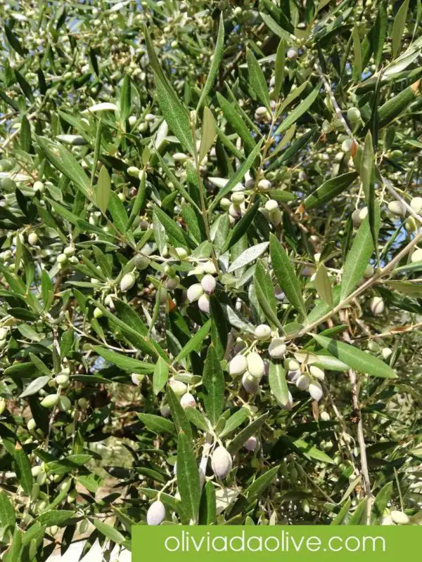 olive fruits developing in august