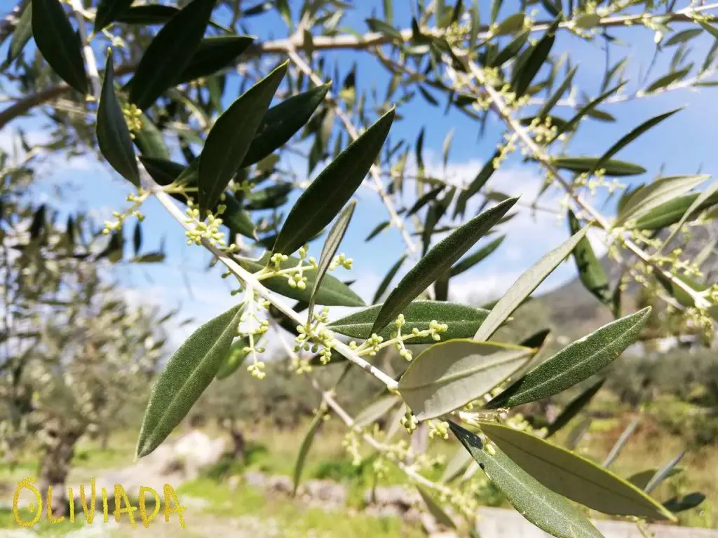 olive tree flower buds in spring