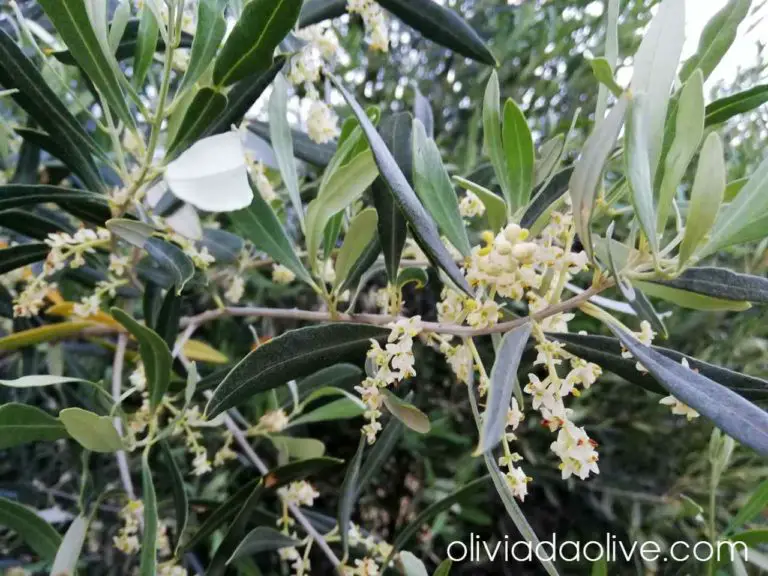 5 Best Olive Trees For Indoors | Olive Tree Varieties To Grow Indoors