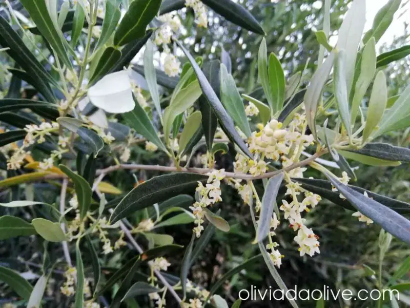 olive tree flowering in may