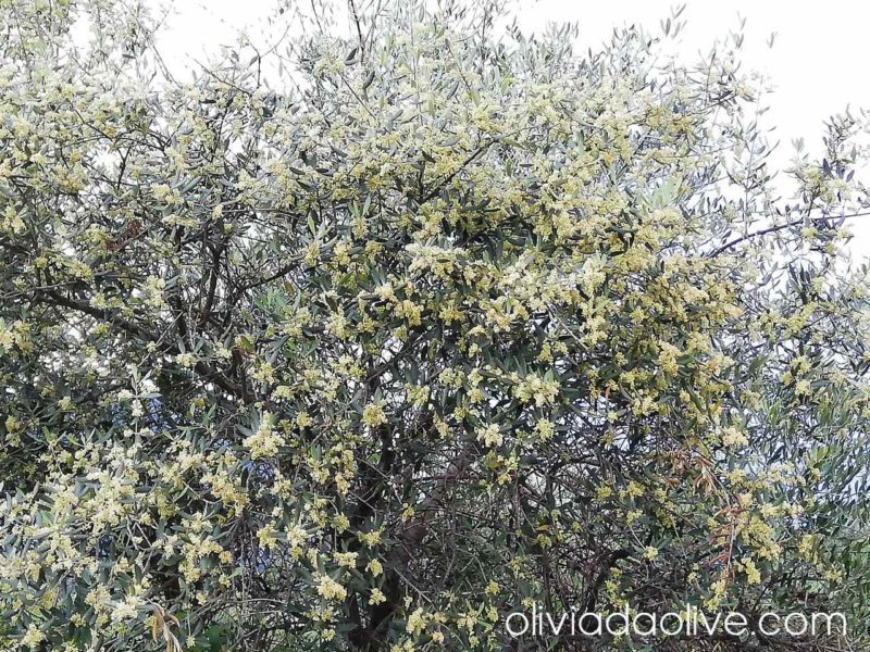 olive tree full of flowers in may