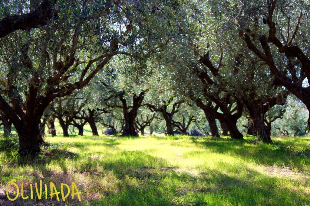 olive trees growing in Kalamata region