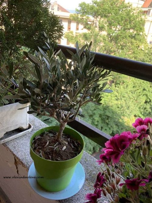 How Do Olives Grow (With Pictures Of Olive Growth Cycle) Oliviada