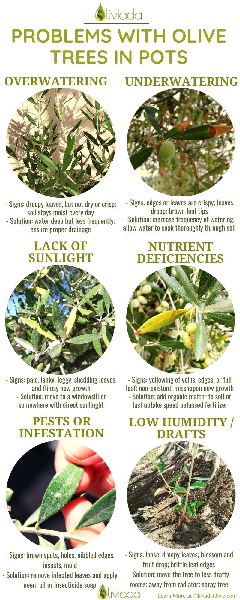 problems with olive trees in pots infographic