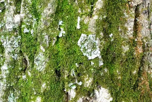 moss on olive tree
