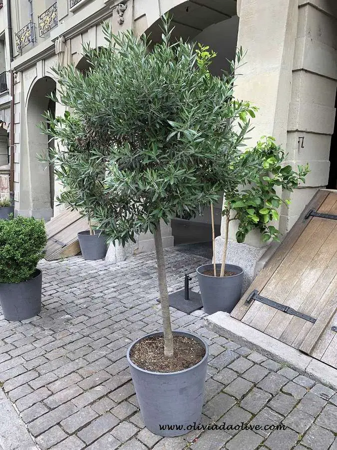 problems with olive trees in pots and solutions