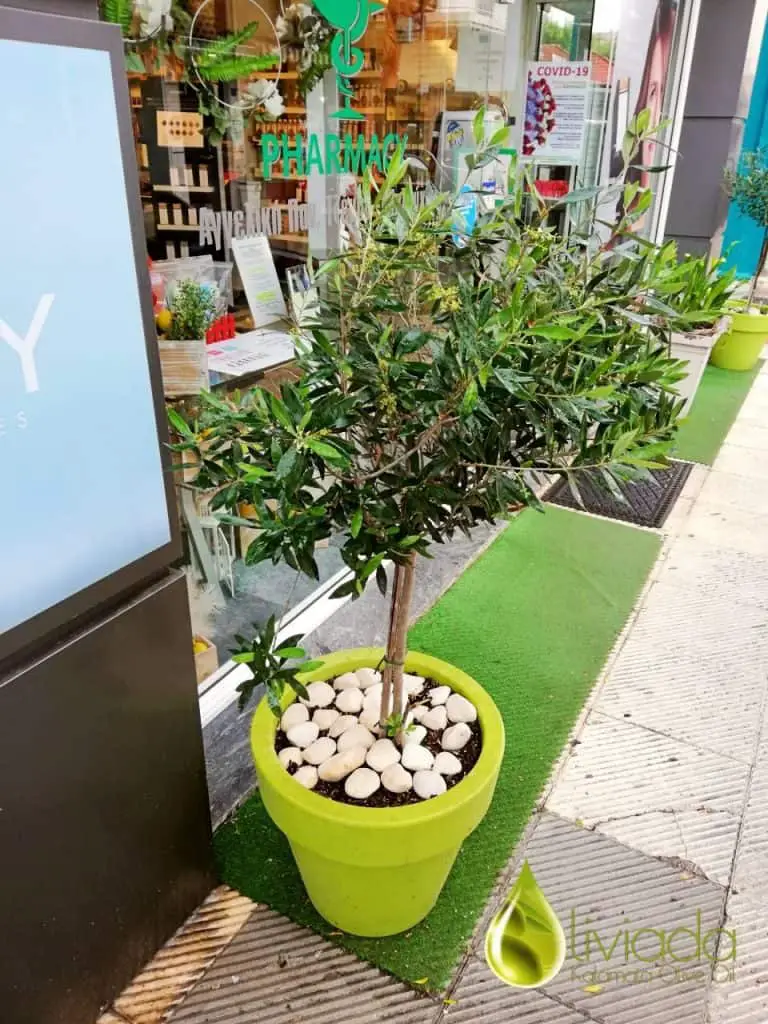 olive tree in a pot