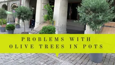 problems with olive tree in pots