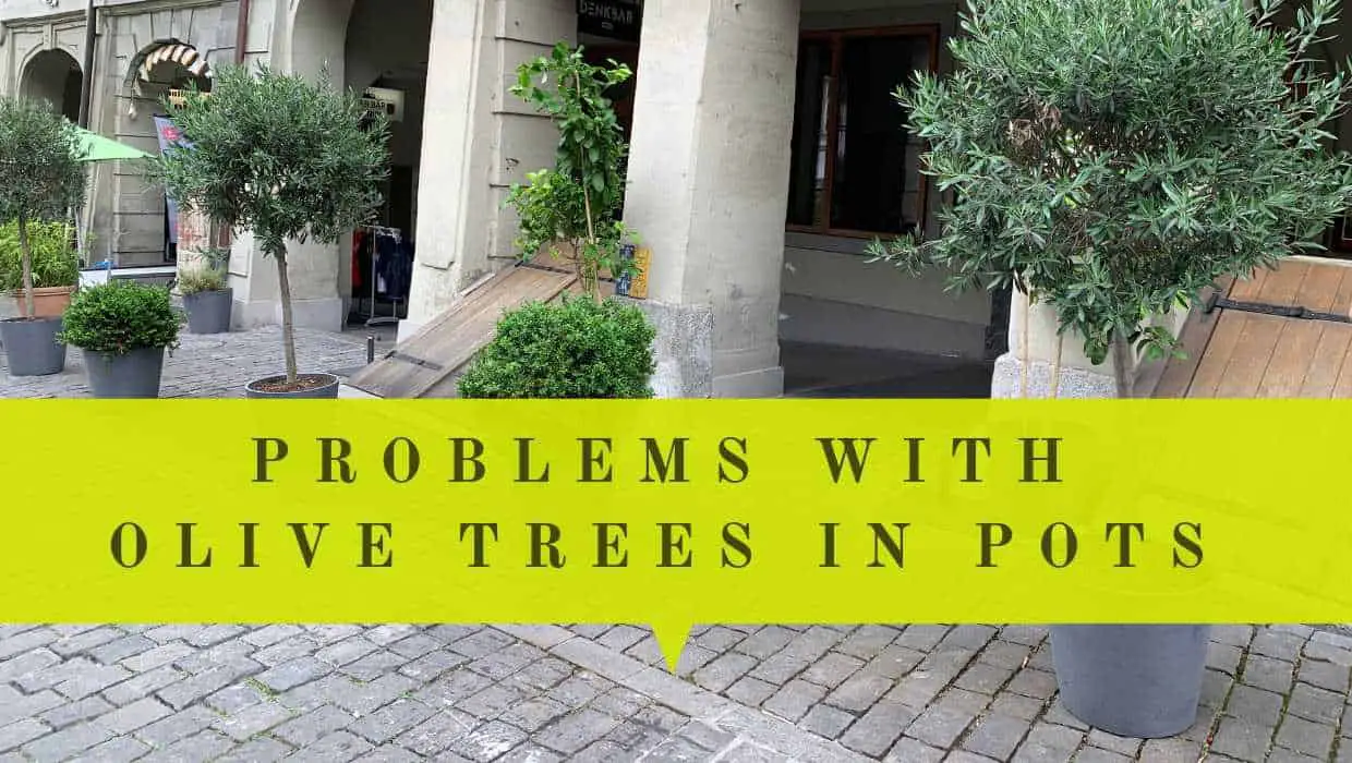 problems with olive tree in pots
