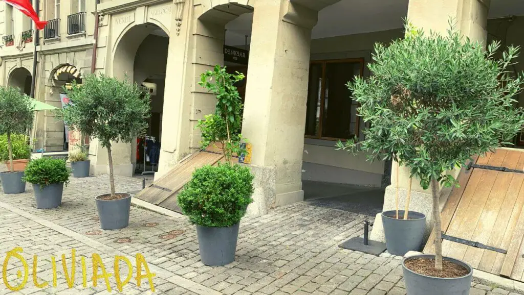 Two healthy potted olive trees thriving despite common problems with olive trees in pots