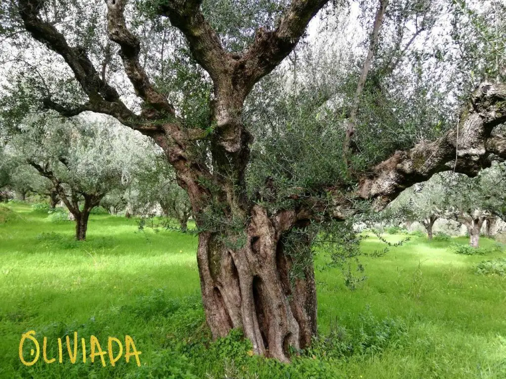 300 year old olive tree in Greece