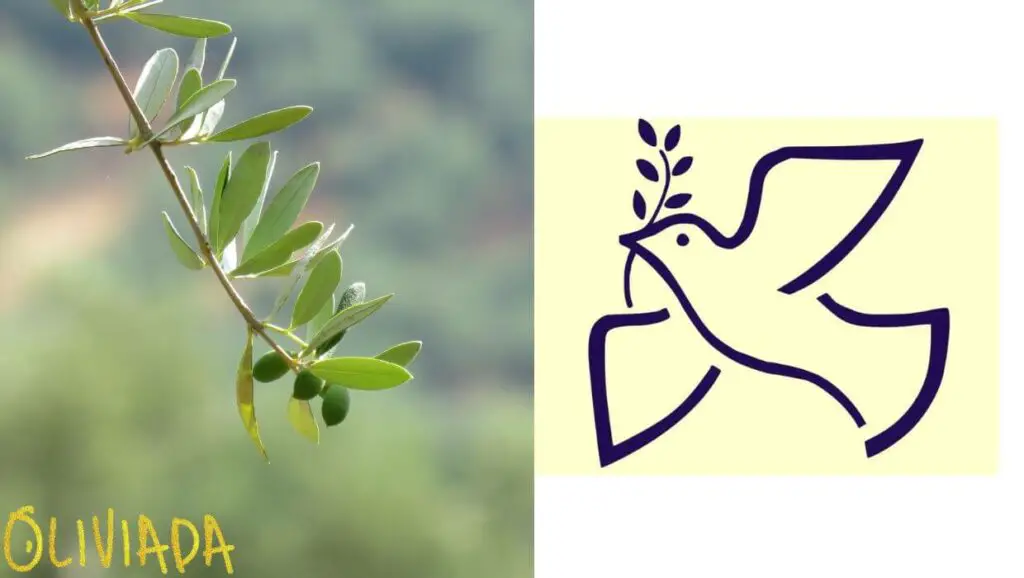 olive branch symbolism