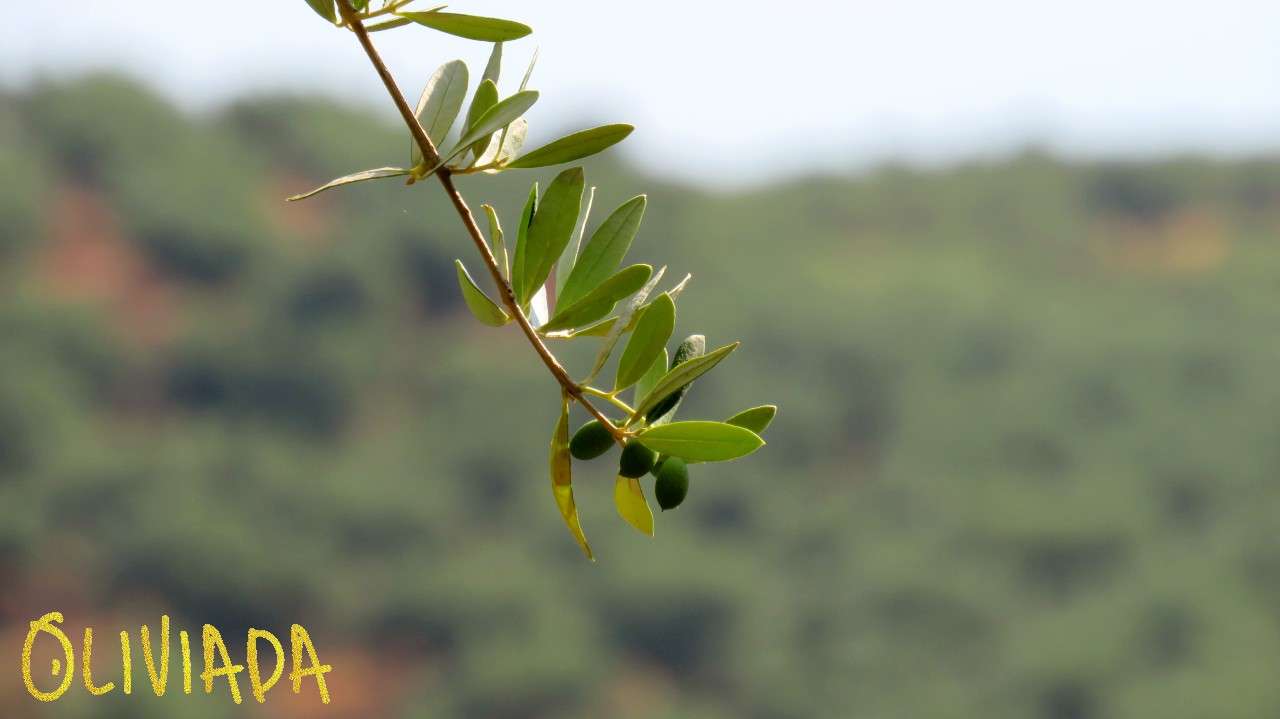 olive tree branch symbolizes