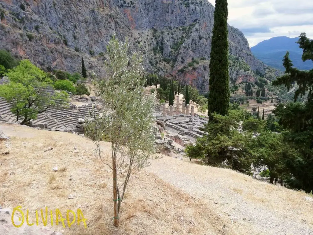olive tree grows in Greek ancient site Delphi