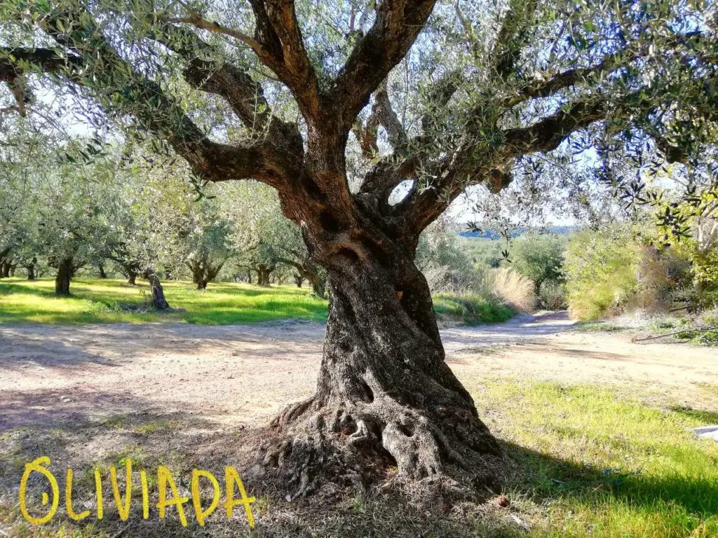 olive tree symbolizes longevity
