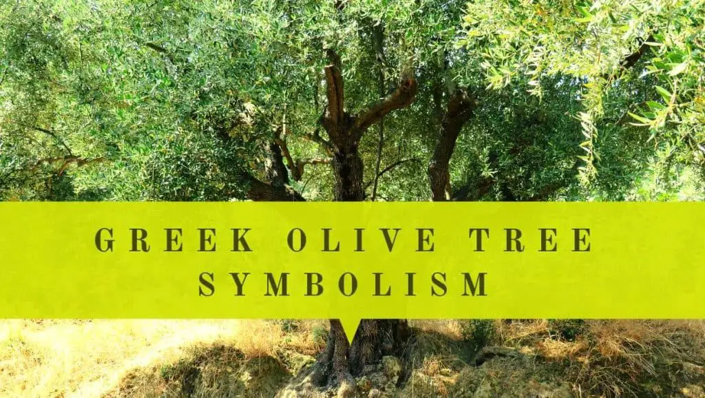 Greek olive tree symbolism