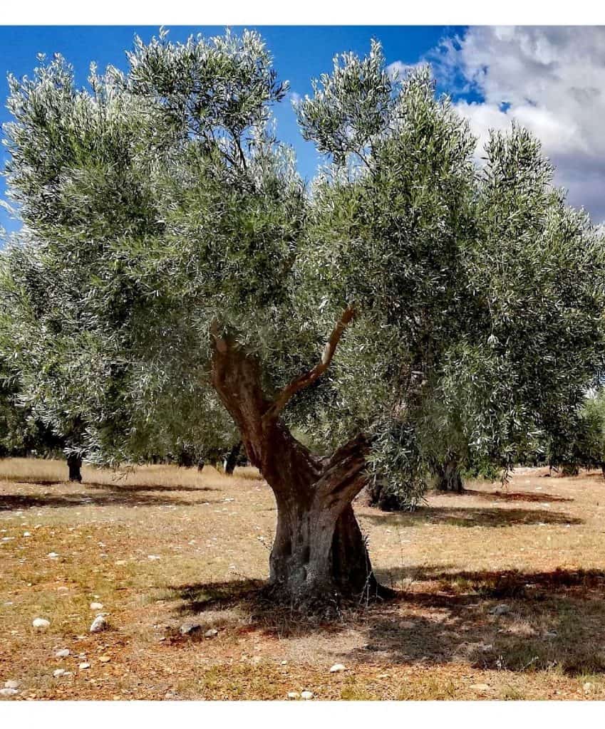 olive tree adoption Kalamata