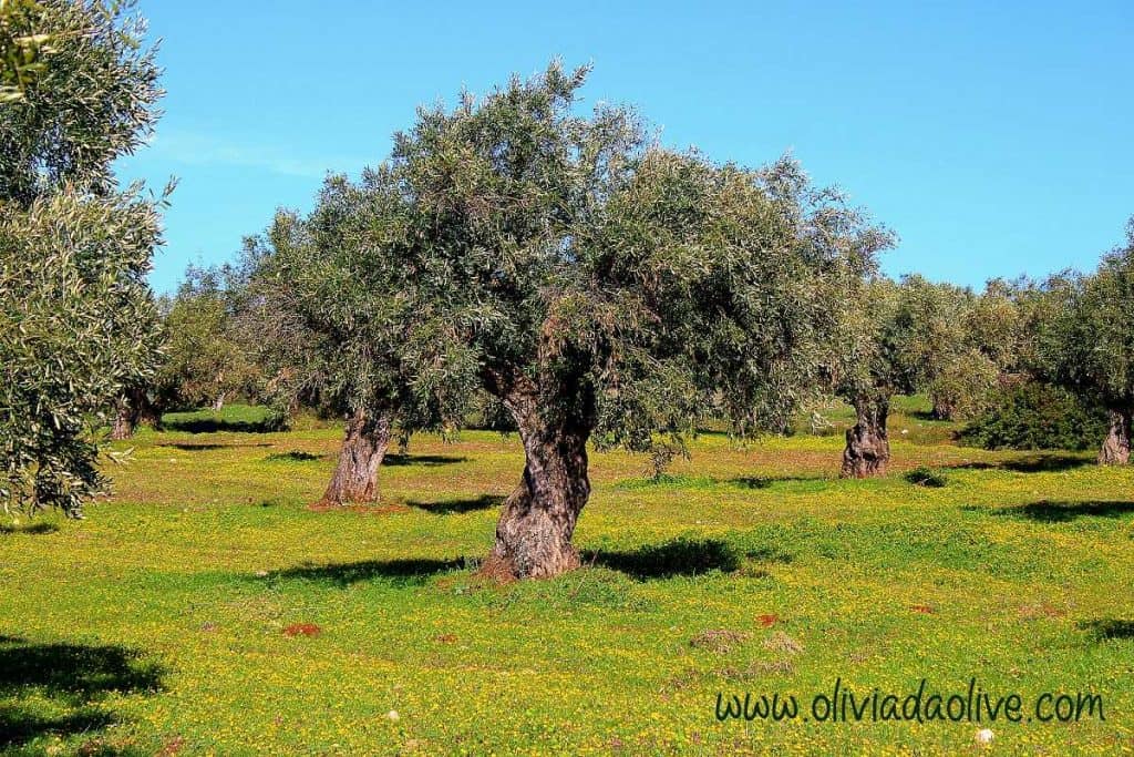 Define Olive Tree In Greek at Bernice Graves blog