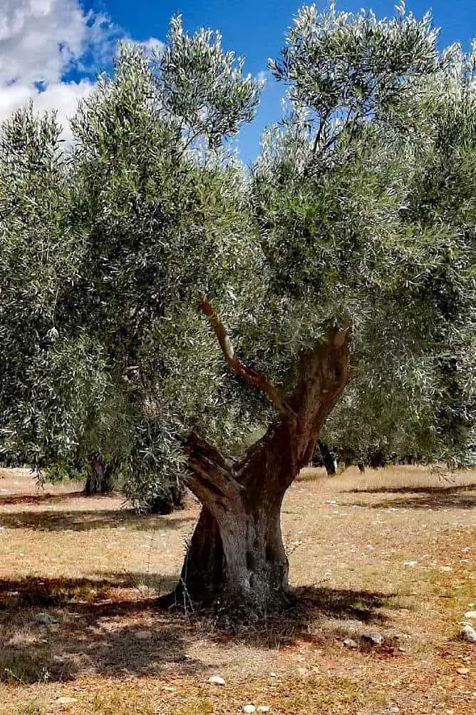 olive tree adoption