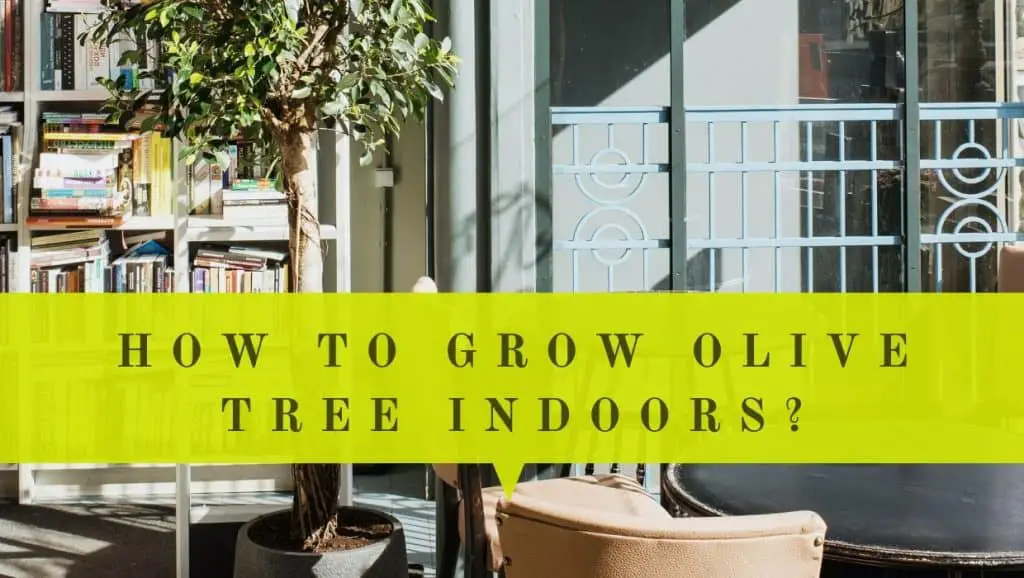 how to grow olive tree indoors